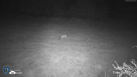 Pennsylvania Elk Live Webcam - Aug 8, 2026, 12:08am EDT