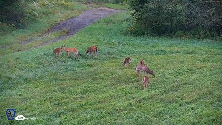 Pennsylvania Elk Live Webcam - Sep 6, 2026, 9:00am EDT