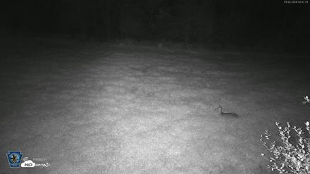 Pennsylvania Elk Live Webcam - Oct 2, 2026, 2:48am EDT