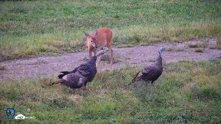 Pennsylvania Elk Live Webcam - Sep 8, 2026, 6:36pm EDT