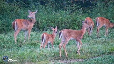 Pennsylvania Elk Live Webcam - Sep 6, 2026, 8:55am EDT