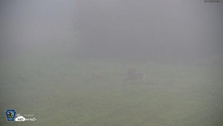Pennsylvania Elk Live Webcam - Sep 7, 2026, 7:26am EDT