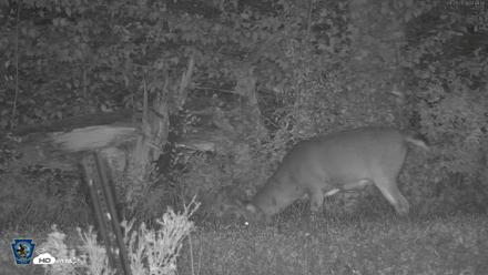 Pennsylvania Elk Live Webcam - Sep 29, 2026, 3:49am EDT