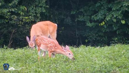 Pennsylvania Elk Live Webcam - Aug 5, 2026, 8:09pm EDT