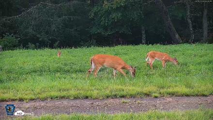 Pennsylvania Elk Live Webcam - Aug 10, 2026, 7:01pm EDT