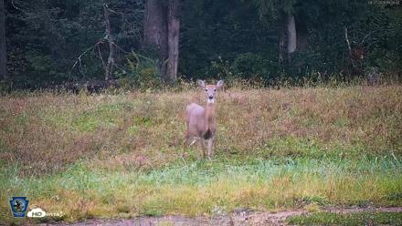 Pennsylvania Elk Live Webcam - Sep 27, 2026, 6:39pm EDT