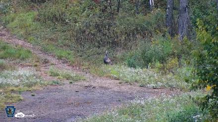Pennsylvania Elk Live Webcam - Sep 28, 2026, 1:15pm EDT