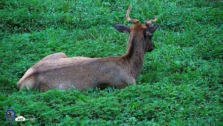 Pennsylvania Elk Live Webcam - Aug 6, 2026, 8:04am EDT