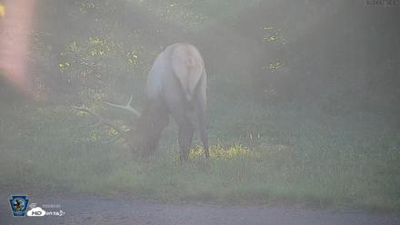 Pennsylvania Elk Live Webcam - Sep 6, 2026, 5:58pm EDT