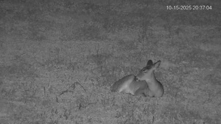Pennsylvania Elk Live Webcam - Oct 15, 2025, 8:37pm EDT