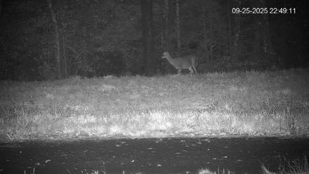 Pennsylvania Elk Live Webcam - Sep 25, 2025, 10:50pm EDT