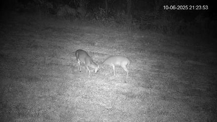 Pennsylvania Elk Live Webcam - Oct 6, 2025, 9:24pm EDT