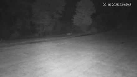 Pennsylvania Elk Live Webcam - Sep 16, 2025, 11:46pm EDT