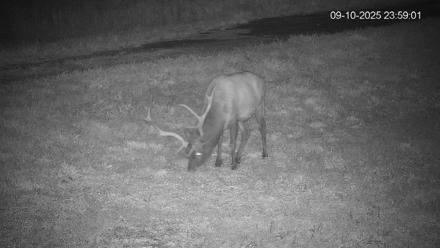 Pennsylvania Elk Live Webcam - Sep 10, 2025, 11:59pm EDT