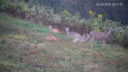 Pennsylvania Elk Live Webcam - Sep 24, 2025, 6:18pm EDT