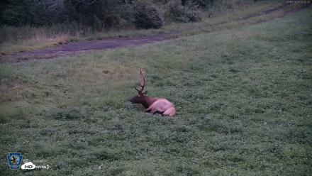 Pennsylvania Elk Live Webcam - Aug 11, 2026, 8:33pm EDT