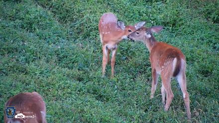 Pennsylvania Elk Live Webcam - Sep 5, 2026, 6:51pm EDT