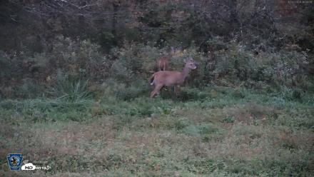 Pennsylvania Elk Live Webcam - Oct 2, 2026, 6:55am EDT