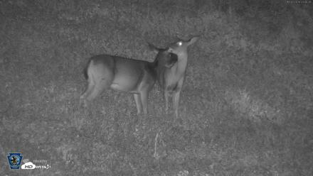 Pennsylvania Elk Live Webcam - Oct 2, 2026, 11:41pm EDT