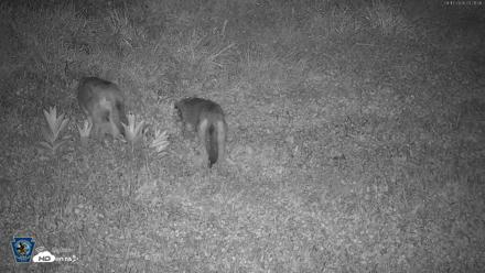 Pennsylvania Elk Live Webcam - Aug 17, 2026, 3:23am EDT