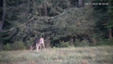 Pennsylvania Elk Live Webcam - Sep 11, 2025, 6:35am EDT