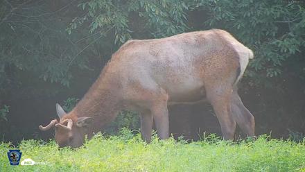 Pennsylvania Elk Live Webcam - Aug 9, 2026, 6:01pm EDT