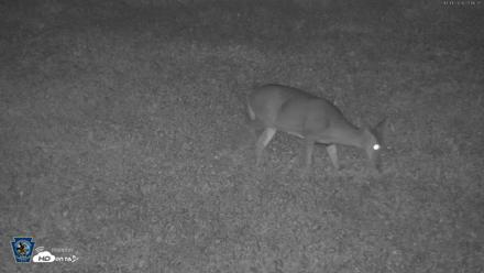 Pennsylvania Elk Live Webcam - Oct 1, 2026, 11:17pm EDT