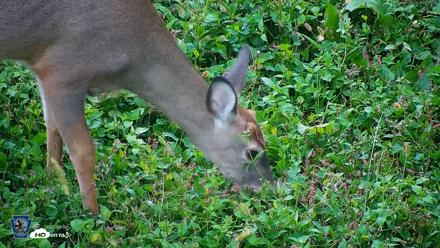 Pennsylvania Elk Live Webcam - Oct 1, 2026, 8:17am EDT