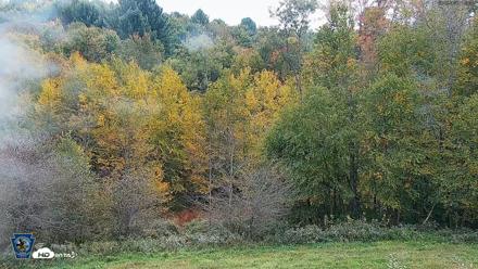 Pennsylvania Elk Live Webcam - Sep 30, 2026, 11:59am EDT