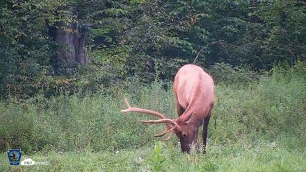 Pennsylvania Elk Live Webcam - Aug 10, 2026, 7:36pm EDT