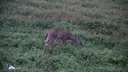 Pennsylvania Elk Live Webcam - Sep 28, 2026, 6:54am EDT