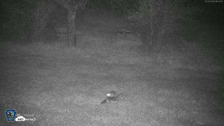 Pennsylvania Elk Live Webcam - Oct 3, 2026, 1:23am EDT