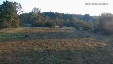 Pennsylvania Elk Live Webcam - Sep 9, 2025, 7:42am EDT