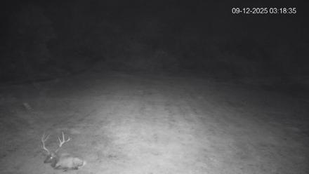 Pennsylvania Elk Live Webcam - Sep 12, 2025, 3:19am EDT