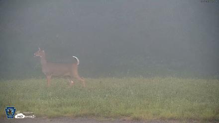 Pennsylvania Elk Live Webcam - Sep 7, 2026, 7:48am EDT