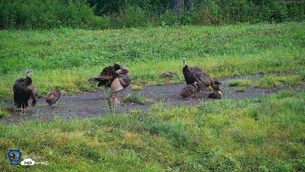 Pennsylvania Elk Live Webcam - Aug 8, 2026, 8:26am EDT