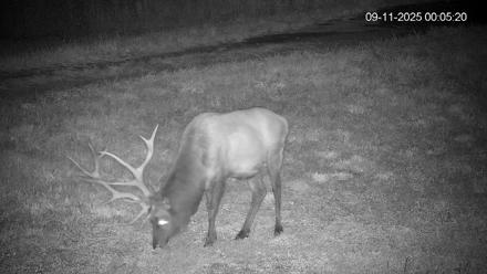 Pennsylvania Elk Live Webcam - Sep 11, 2025, 12:06am EDT