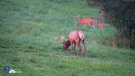 Pennsylvania Elk Live Webcam - Aug 9, 2026, 8:16pm EDT