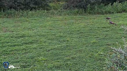 Pennsylvania Elk Live Webcam - Aug 6, 2026, 8:35am EDT