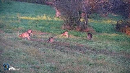 Pennsylvania Elk Live Webcam - Oct 3, 2026, 6:19pm EDT