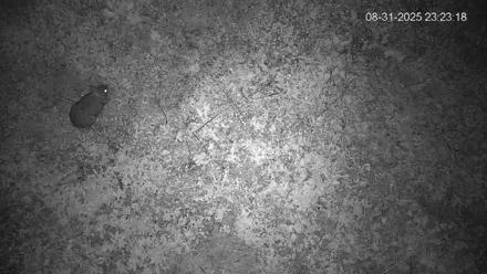 Pennsylvania Elk Live Webcam - Aug 31, 2025, 11:24pm EDT