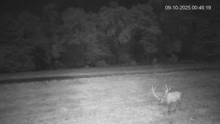 Pennsylvania Elk Live Webcam - Sep 10, 2025, 12:47am EDT