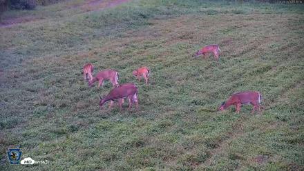 Pennsylvania Elk Live Webcam - Sep 8, 2026, 7:20pm EDT