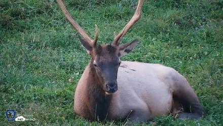 Pennsylvania Elk Live Webcam - Sep 8, 2026, 7:42pm EDT