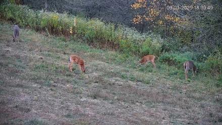 Pennsylvania Elk Live Webcam - Sep 21, 2025, 6:40pm EDT