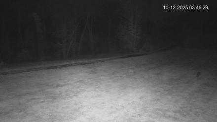 Pennsylvania Elk Live Webcam - Oct 12, 2025, 3:47am EDT