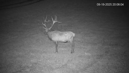 Pennsylvania Elk Live Webcam - Sep 19, 2025, 8:08pm EDT