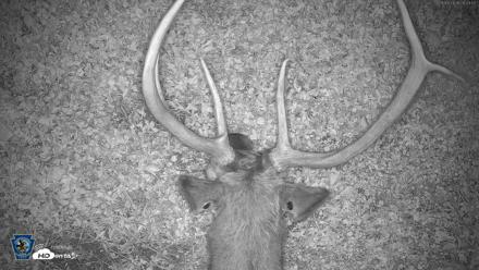 Pennsylvania Elk Live Webcam - Sep 9, 2026, 8:04pm EDT