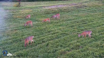 Pennsylvania Elk Live Webcam - Sep 6, 2026, 6:57pm EDT