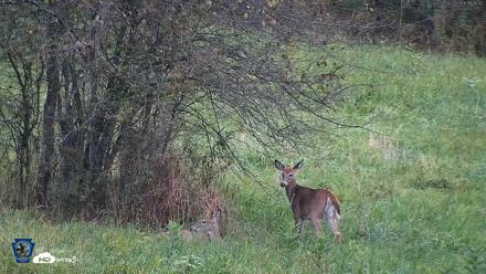 Pennsylvania Elk Live Webcam - Sep 28, 2026, 6:49pm EDT